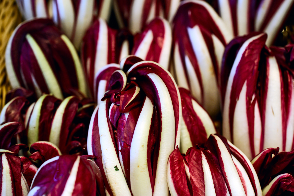 radicchio tardivo di treviso