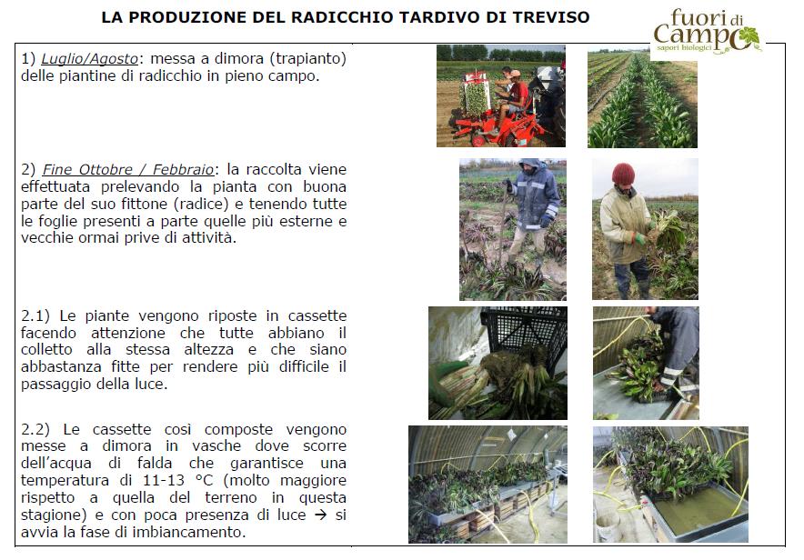 Le fasi della produzione del radicchio tardivo