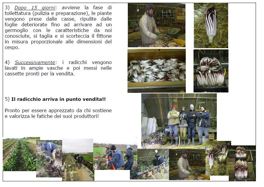 Le fasi della produzione del radicchio tardivo
