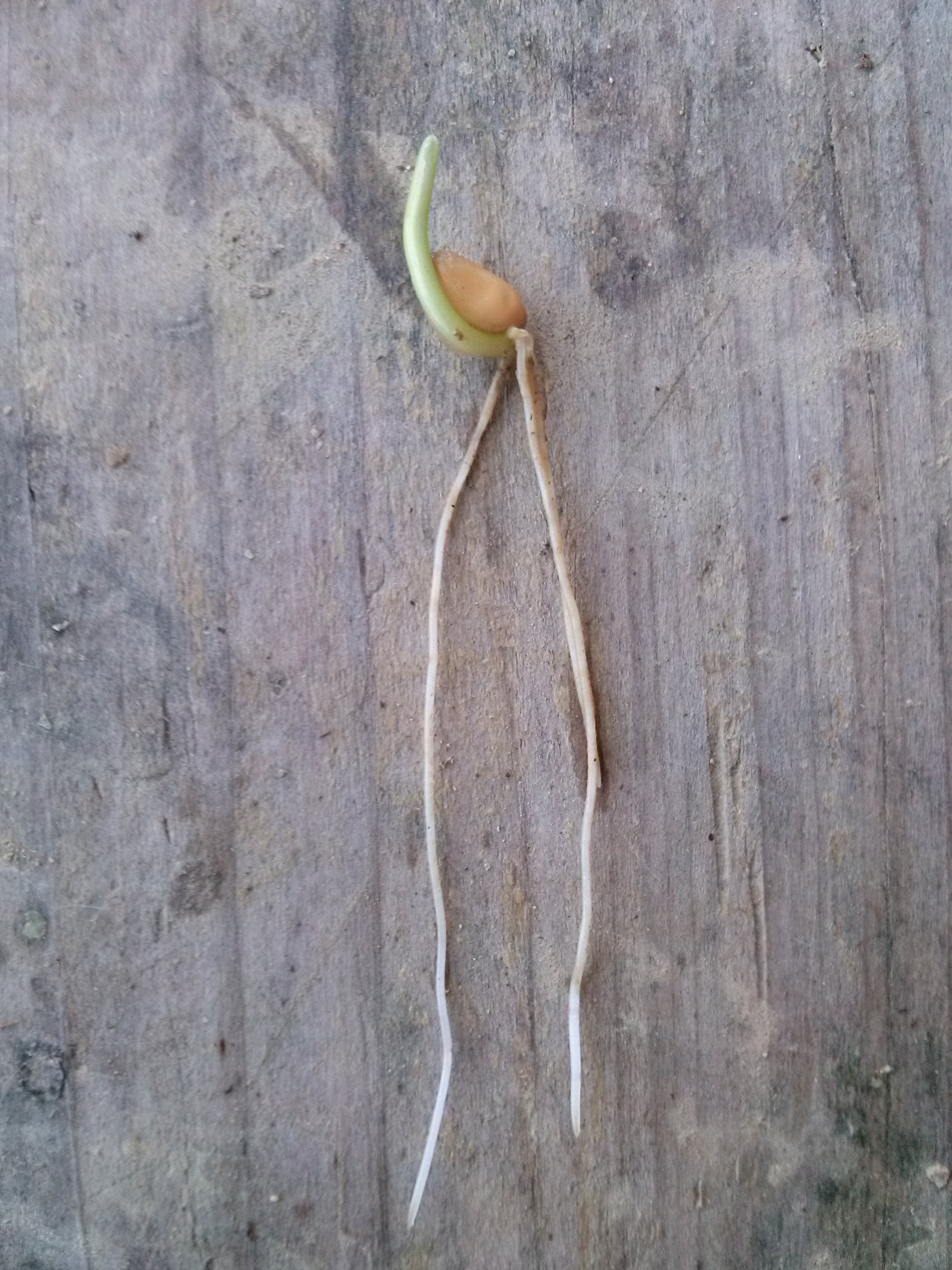 frumento tenero