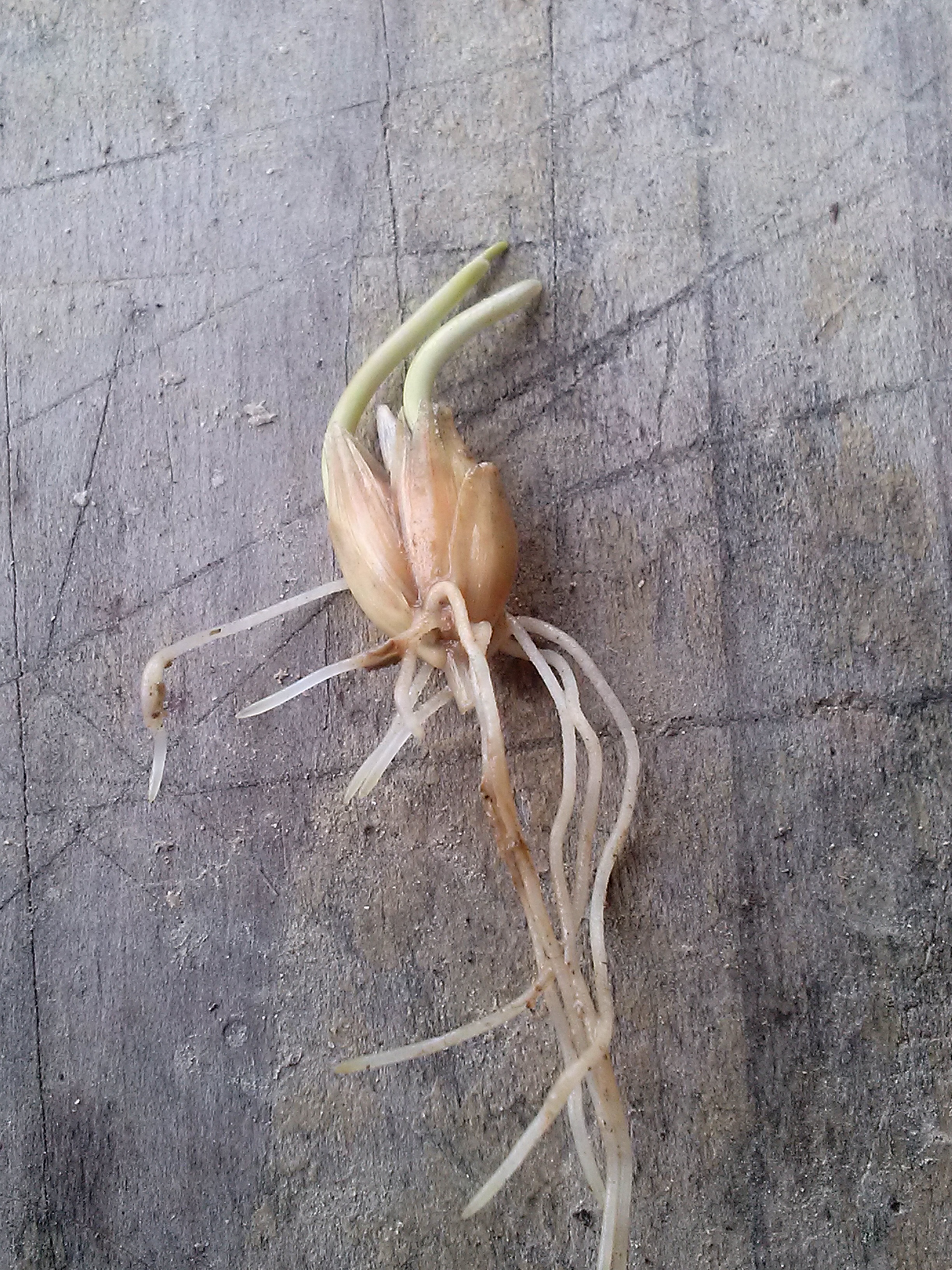 farro dicocco
