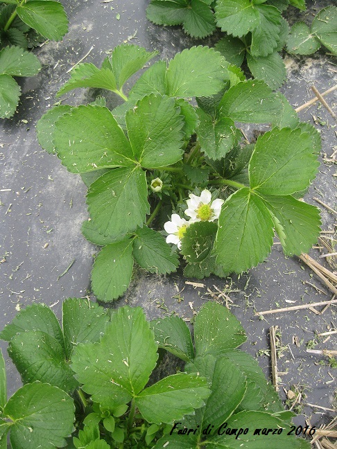 fragole3