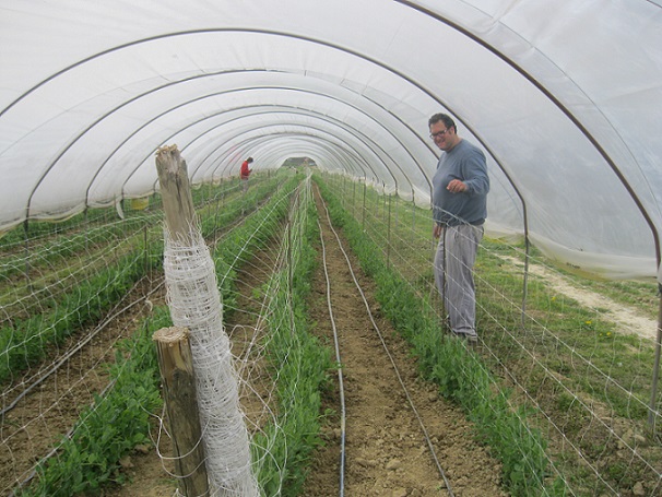 posizionamento della rete sui piselli in serra