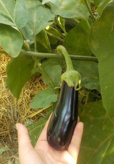 raccolta melanzana