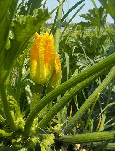 pianta di zucchino in produzione