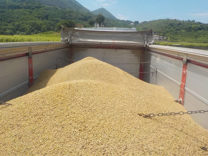 granella d'orzo appena raccolto