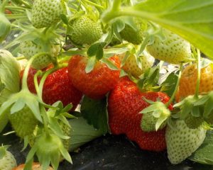 fragole pronte alla raccolta
